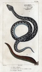 A víbora comum, a sua boca aberta com as suas presas um veneno, o officinale Sangue". Fauna des Médecins ou histoire des animaux et de leurs produits par Hippolyte Cloquet" - Volume 6 - 1825.