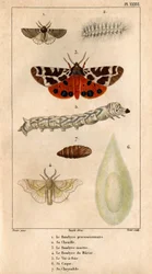 O Bombyce processional, a sua lagarta, o Bombyce Marten, o Bombyce Murier, o Verme da Seda, o seu casco, o seu crisálida.in "Fauna dos Médicos ou história dos animais e seus produtos por Hippolyte Cloquet" -