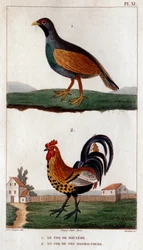 O galo de Bruyere e o galo dos nossos cursos baixos. Fauna des Mdecins ou histoire des animaux et de leurs produits par Hippolyte Cloquet" - Volume 6 - 1825.