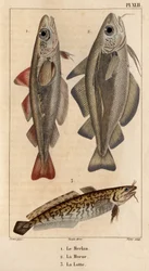 O badejo, o bacalhau e o burbot.” Fauna des Mdecins ou história dos animais e seus produtos por Hippolyte Cloquet” - Volume 6 - 1825.