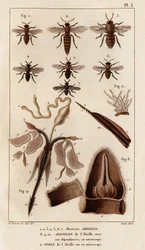 Várias abelhas.” “Fauna des Mdecins ou história dos animais e seus produtos por Hippolyte Cloquet” - Volume 6 - 1825.