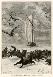 E às vezes um bando de lobos-da-pradaria, de Volta ao Mundo em Oitenta Dias, de Jules Verne (1828-1905), gravado por Louis, 1873
