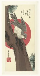 Goshawk no pinheiro