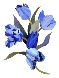 Tulipa azul