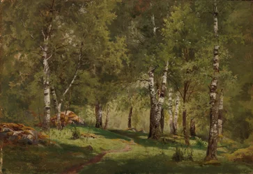 Interior de um bosque de bétulas