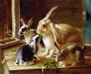 Coelhos de orelhas compridas em uma gaiola, observados por um gato