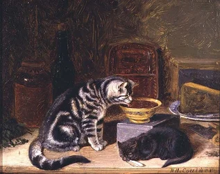 Dois Gatos