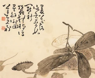 Folha de álbum pintada - planta de lótus, século XVIII