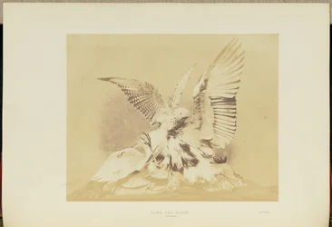 Falcão e Garça