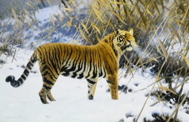 Tigre em uma paisagem de inverno