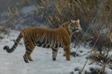 "Un tigre dans la neige" (Um tigre na neve) Peinture de Hugo Ungewitter (1869-1944) 1912 Coleção privee