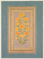 Flor de calêndula, c. 1765.