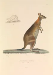 A Tétis Halmatura".
