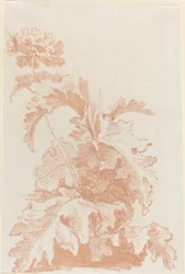 papoula em flor
