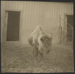 Bisonte