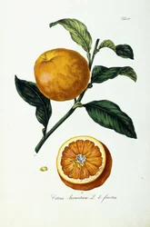 Fruta laranja, cítrico, fruta