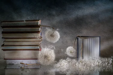 Livros sonhadores e dentes-de-leão