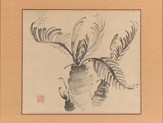 Cycad, meados do século XVIII.