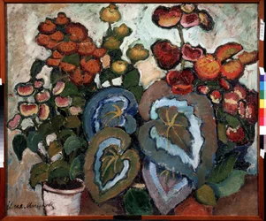 Begonias. Peinture de Ilya Ivanovich Mashkov (Ilia Machkov, Matchkov) (1881-1944), huile sur toile.