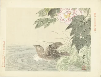 Ave balnear perto da flor rosa
Esboços de flores e pássaros por Keinen (título da série)
Keinen kacho gafu (título da série sobre o objecto)