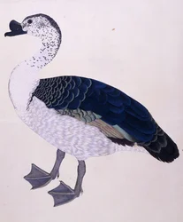Um pato de pente, c.1800