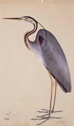 A Heron, c. 1820