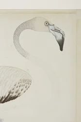 Um flamingo, detalhe, c.1780 (wc opaca no papel)