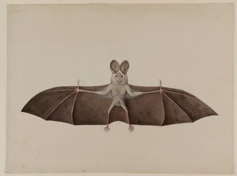 Morcego Vampiro Falso Asiático, c.1790