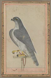Falcão, c.1770 (aguarela opaca sobre papel)