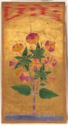 Quatro Oclock ou A Maravilha do Peru (Mirabilis Jalapa), período de Mughal, c.1640 (aquarela opaca e ouro sobre papel)
