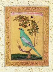 Pássaro verde, Mughal