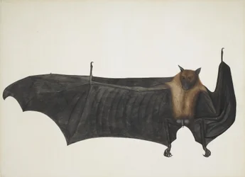 Raposa Voadora Indiana também conhecida como Grande Morcego da Fruta Indiana; Pteropus Giganteus, c. 1800 (gravura colorida à mão)