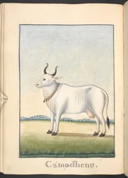 Kamadhenu, a vaca da abundância