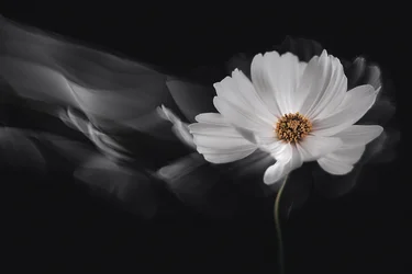 Cosmos Branco Etéreo