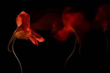 Fluxo floral vibrante