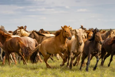 Uma manada de cavalos no deserto de Gobi do Sul, Mongólia, 2018 (foto)