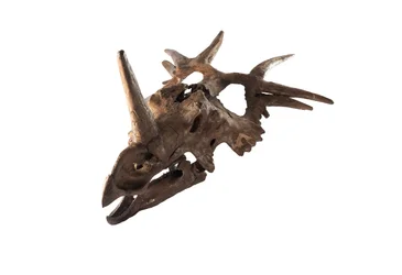 Um Styracosaurus original no Museu Canadiano da Natureza.