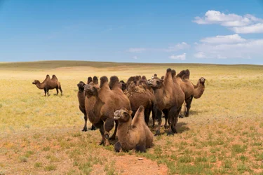 Camelos bactrianos no sul do deserto de Gobi, no sul da Mongólia, 2016 (foto)