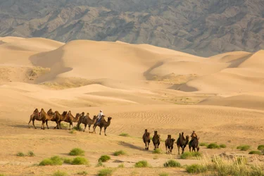 Caravana de camelos bactrianos no deserto de Gobi do Sul, Mongólia, 2013 (foto)