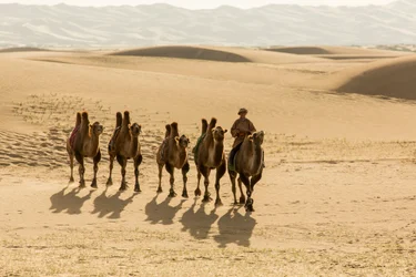 Caravana de camelos bactrianos no deserto de Gobi do Sul, Mongólia, 2013 (foto)