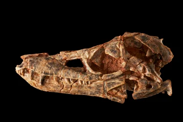 Junggarsuchus sloani, um sphenosuchiano do período Jurássico Médio.