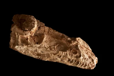Crânio subadulto de Guanlong Wacali no IVPP em Pequim, China.