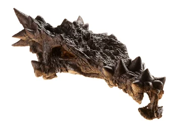 O crânio do Dracorex no Museu das Crianças em Indianápolis, Indiana.