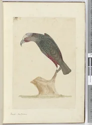 F.1 Papagaio, Nova Zelândia, 1772-75 (wc)