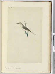 F.23 Pequeno cuco. Nova Zelândia, 1772-75 (wc)