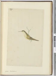 F.28 Cuco. Nova Zelândia, 1772-75 (wc)