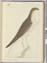 F.32 Hawk. Nova Caledônia. (Setembro de 1774), 1772-75 (wc)