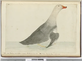 F.35 O pato chamou o Cavalo de corrida de sua rapidez em correr na água mas não pode voar. Staten Island Tierra del Fuego. Pesou 29 libras, 1772-75 (wc)