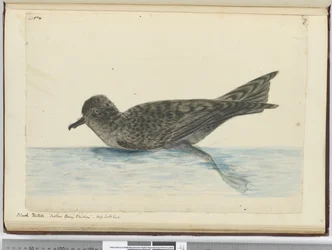 F.36 Pintado-preto. Galinha de Mother Carey. Alta latitude sul, 1772-75
