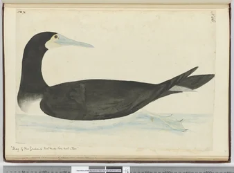 F.46 Corvos-marinhos da Nova Zelândia que fazem os ninhos nas árvores, 1772-75